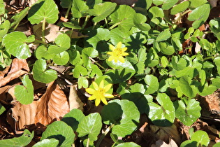 … Scharbockskraut (Ficaria verna) …