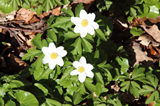 … und Buschwindröschen (Anemone nemorosa)