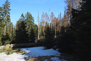 etwas weiter, Schneereste im Wald