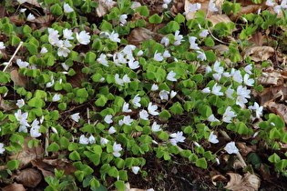 Waldsauerklee (Oxalis acetosella)