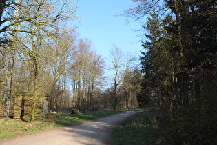 Kammweg auf der Bröhn