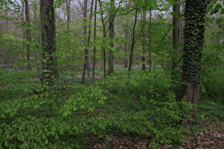 Buschwindröschenblüte im Großen Holz