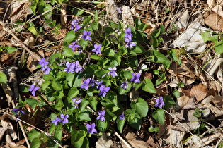 Duftveilchen (Viola odorata)