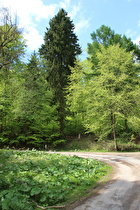 Kehre im Verlauf des Bierweges, blühender Gewöhnliche Pestwurz (Petasites hybridus)