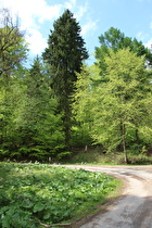 Kehre im Verlauf des Bierweges, blühender Gewöhnliche Pestwurz (Petasites hybridus)