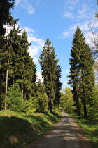 Kammweg zwischen Bröhn und Laube