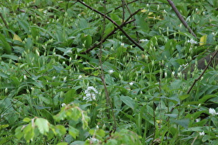 Bärlauch (Allium ursinum)