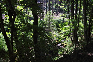 Braunes Wasser, Blick flussaufwärts …