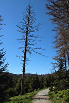 Glashüttenweg, Blick zum Brocken