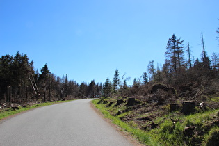 arg gelichteter Wald am unteren Ende des Brockenbetts