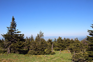 Blick über die Krummholzzone nach Nordosten …