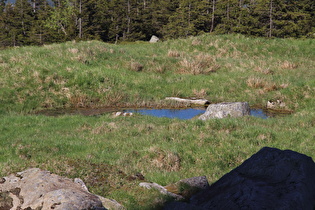 der höchstgelegene Tümpel im Harz