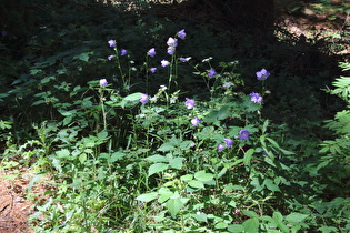 … Pfirsichblättrige Glockenblume (Campanula persicifolia)