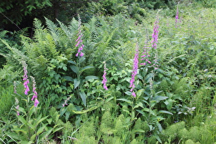 … Roter Fingerhut (Digitalis purpurea)