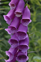 Zoom auf die Blüten