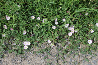 Acker-Winde (Convolvulus arvensis)