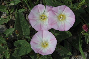 Zoom auf die Blüten