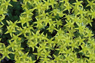 Zoom auf die Blüten