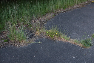 die Natur holt sich alles wieder
