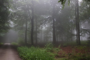 Kammweg zwischen Reinekensiekskopf und Nienstedter Pass