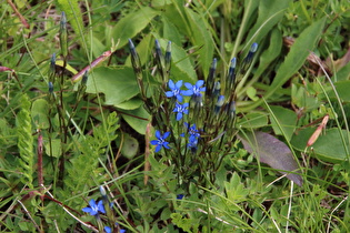 … Zoom auf Schnee-Enzian (Gentiana nivalis) …