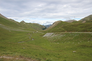 frei laufendes Weidevieh im Val d' Alvra