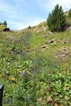 … giftig, giftiger, Blauer Eisenhut (Aconitum napellus)