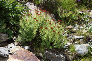 Rosenwurz (Rhodiola rosea) mit Fruchtständen