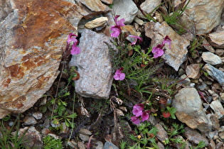 Kerners Läusekraut (Pedicularis kerneri)