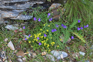 Zwerg-Glockenblume (Campanula cochleariifolia)