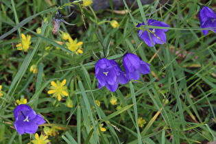 Zoom auf die Blüten