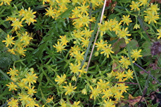 Zoom auf die Blüten