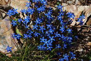 Schnee-Enzian (Gentiana nivalis)