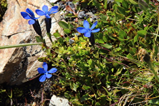 Frühlings-Enzian (Gentiana verna)