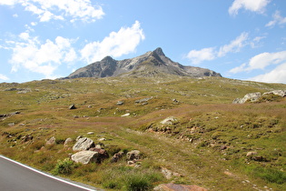 Blick zum Monte Gavia, Silberdisteln (Carlina acaulis) am Straßenrand