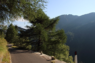 gegen den Abgrund ungesicherte Südrampe an der montanen Waldgrenze