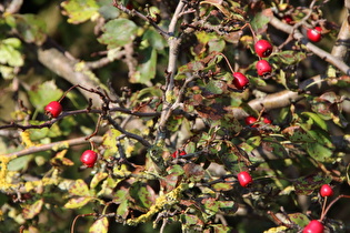 Weißdorn (Crataegus) mit Früchten