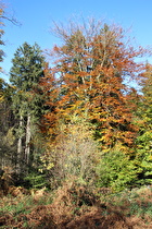 Herbststimmung bei der Bössquelle