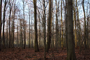 Benther Berg, Nordhang, Blick nach Nordwesten