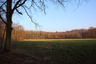 eine Lichtung im Großen Holz