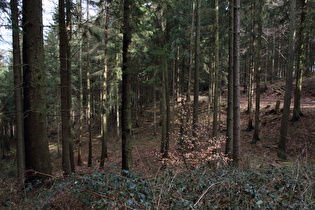 Fichtenwald nahe des Fuchsbachtals