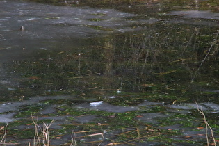 Zoom auf die Eisfläche