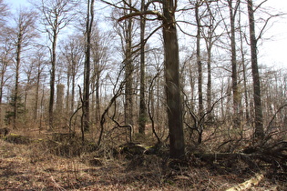 Blick vom Kammweg zum Nordmannsturm