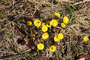 Huflattich (Tussilago farfara)