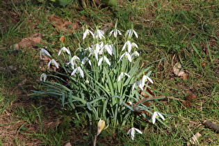 Kleine Schneeglöckchen (Galanthus nivalis) auf dem Höfeler