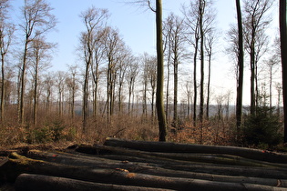 Blick vom Kammweg zum Süntel