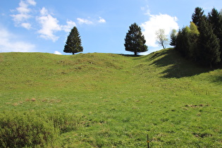 Bergwiese am östlichen Ortsausgang von Altenau