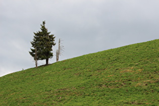 Bergwiese am östlichen Ortsausgang von Altenau