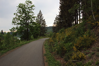 Wirtschaftsweg am Okerstausee, Blick nach Westen