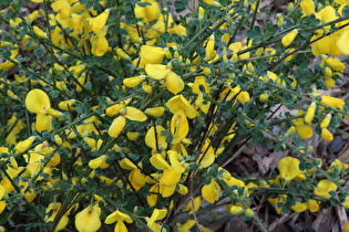 Besenginster (Cytisus scoparius)